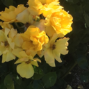 imaginary--enemyy avatar