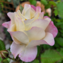 imaginary-grace avatar