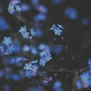 imaginary-veil avatar