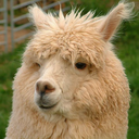 imagine-alpacas-blog avatar