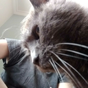 imagine-badgers avatar