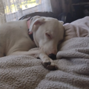 imagine-reader avatar