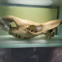 imahorstailworm avatar