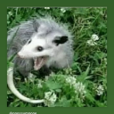 imanopossum avatar