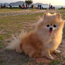 imapomeranian avatar