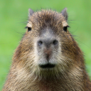 imaveryneutralcapybara avatar