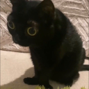 imbasiclyblind avatar