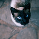 imejin-dragon avatar