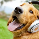 imelectrogirl avatar