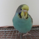 imelopsittacus avatar