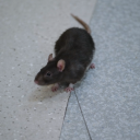 imfinnabeinthepitt avatar