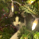 imgayandinconvinienced avatar