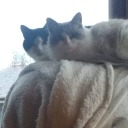 imgettingtoooldforthisship avatar