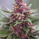 imgoingins4ne avatar