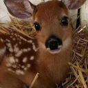 imgonebabygone avatar