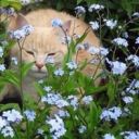 iminlovewithademon avatar