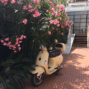 immortalpenguin12-blog avatar