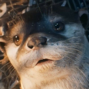 immortalwarriorotter avatar