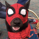 immortalwolff avatar