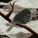 immortui-avis avatar