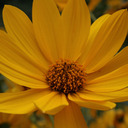 imnotasuglysadasyou avatar