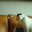 imnotobsessedwithcats avatar