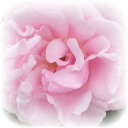 imovedlol0127 avatar