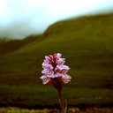 impalaforthree avatar