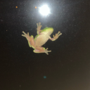 imperfectskeleton avatar