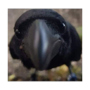 imperial-corvus avatar