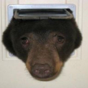 impishspecter avatar