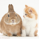 implicit-egotist avatar