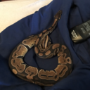 implicitdemandforsnakes avatar