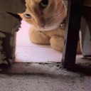 important-cat-pics avatar