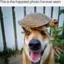 importantanimalmemes avatar