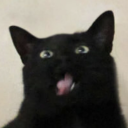 importantcatimages avatar