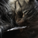 importantpersonbatcop avatar