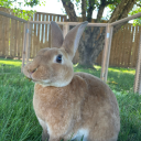 impossiblescissorspandahands avatar