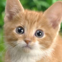 impossiblyannoyingstarfish avatar