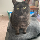 impressivechipp avatar