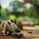 imprezaundwindled avatar