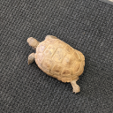 impulsivethoughtssss avatar