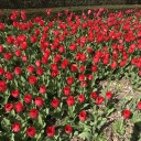 imsecretlyagardengnome avatar