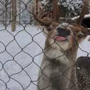 imsiriuslyregulusblack avatar