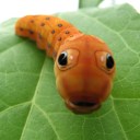 imthecaterpillar avatar