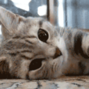 imtheonewithalltheblankets avatar