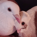 imtwoburdsbitch avatar