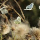 imymemine2012 avatar