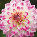 in-a-field-of-dahlias avatar