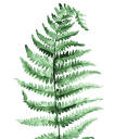 in-fern avatar